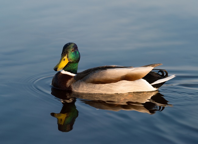 Duck Syndrome: Menutupi Rasa Tertekan Dengan Kebahagiaan